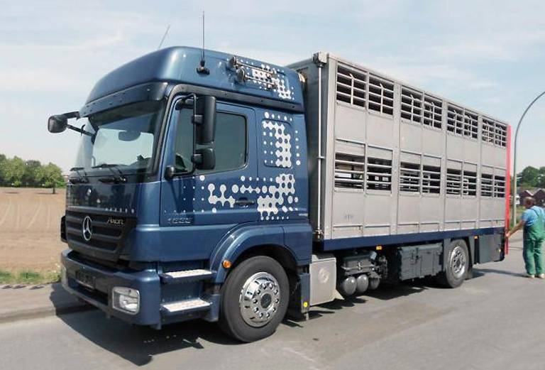Доставить две коров, один вьетнамский свинью автотранспортом из Белоруссия, Минской области (р-н молодечненский) в Россия, Старниково